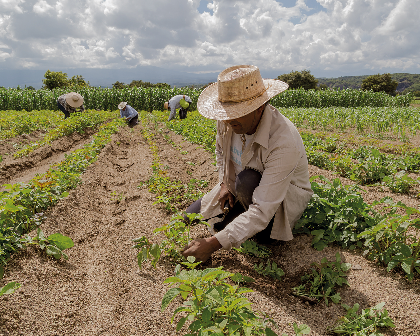 Del campo al punto de venta: cómo cuidamos la frescura